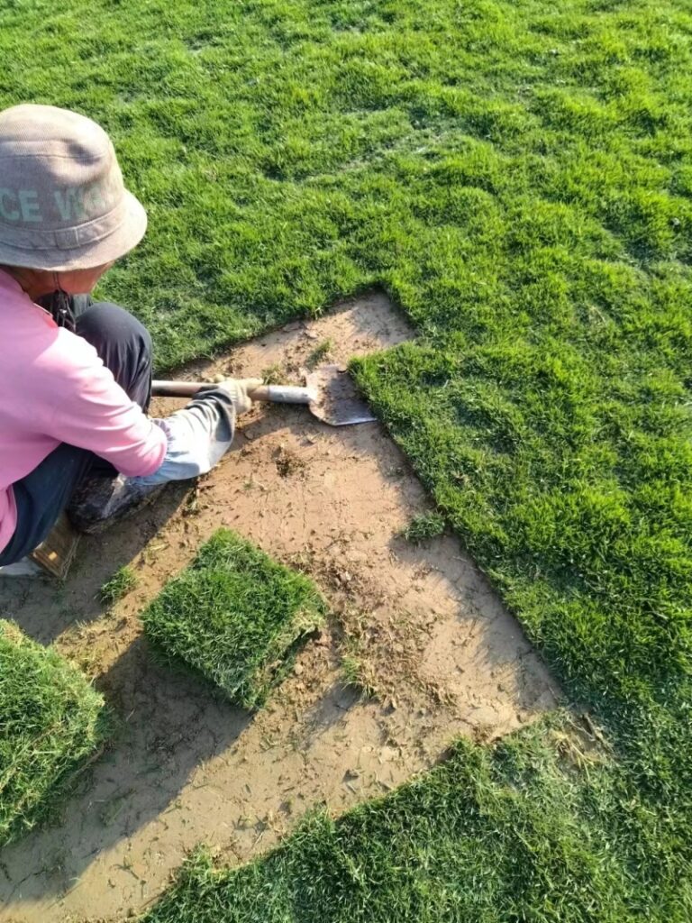 千平马尼拉草皮，汗水换来的欢喜