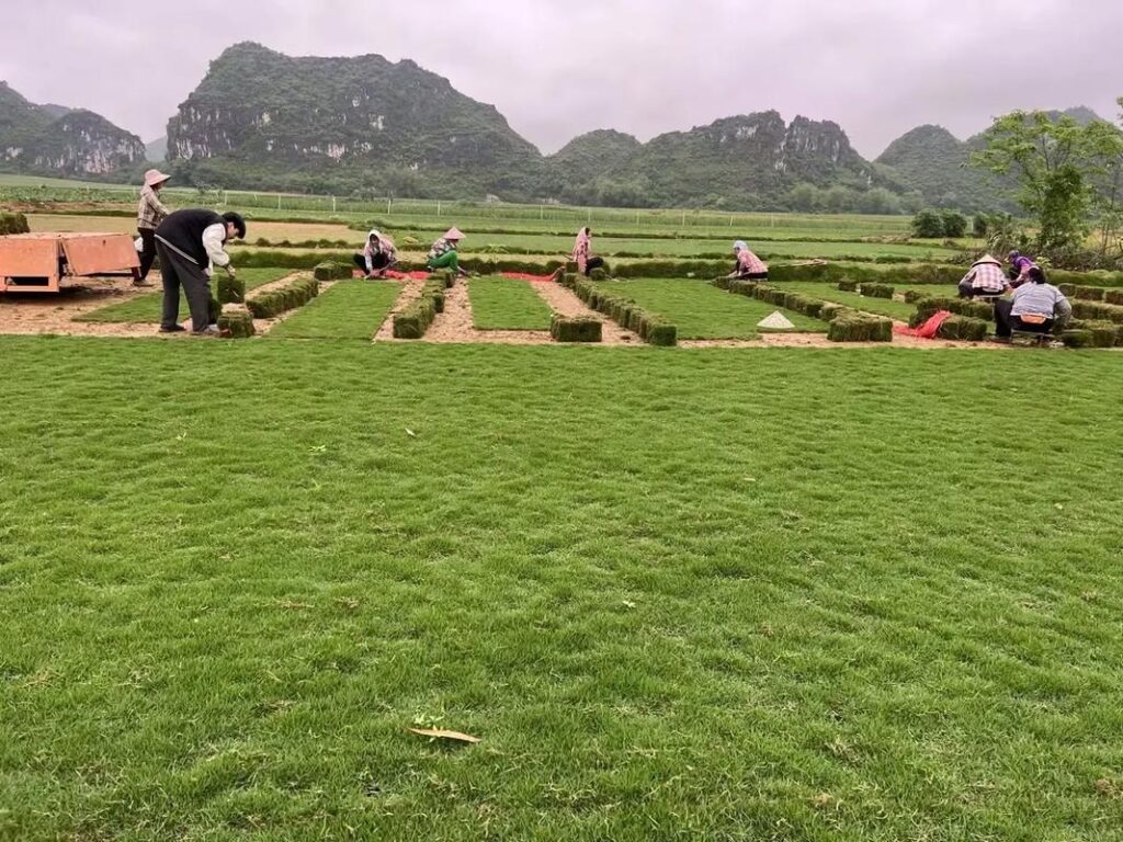 马尼拉草皮割草高度多少米？