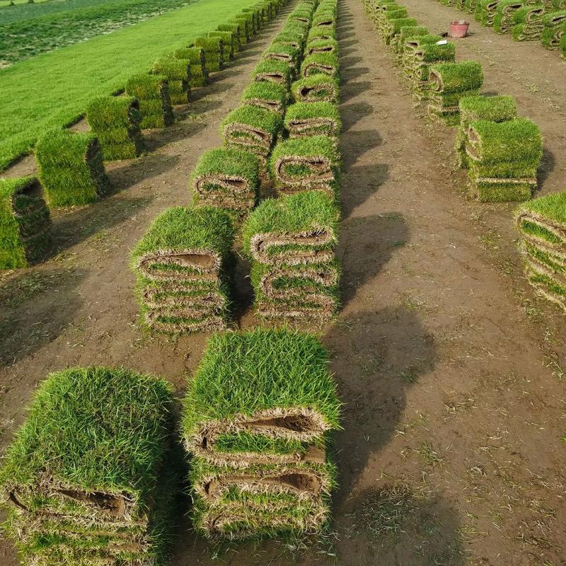 给云南昆明的老板供应3000平米草皮