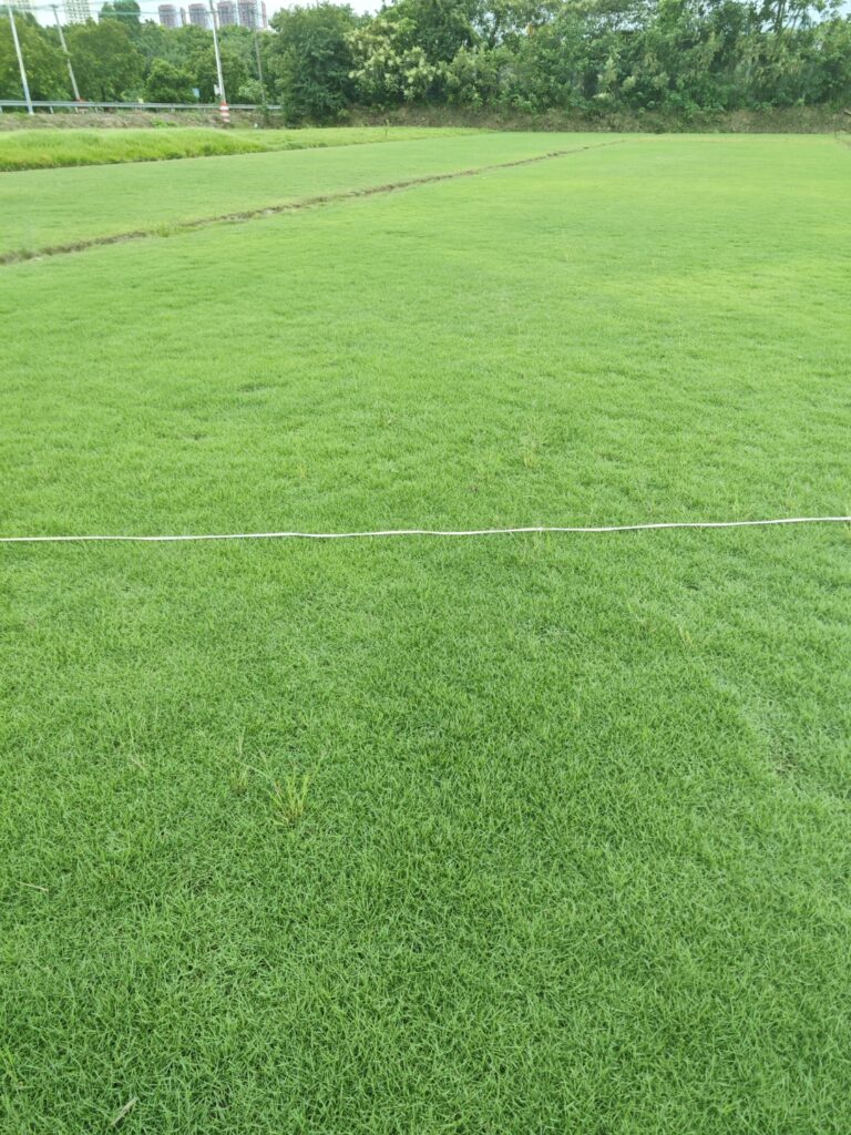 马尼拉草皮和台湾草皮的区别