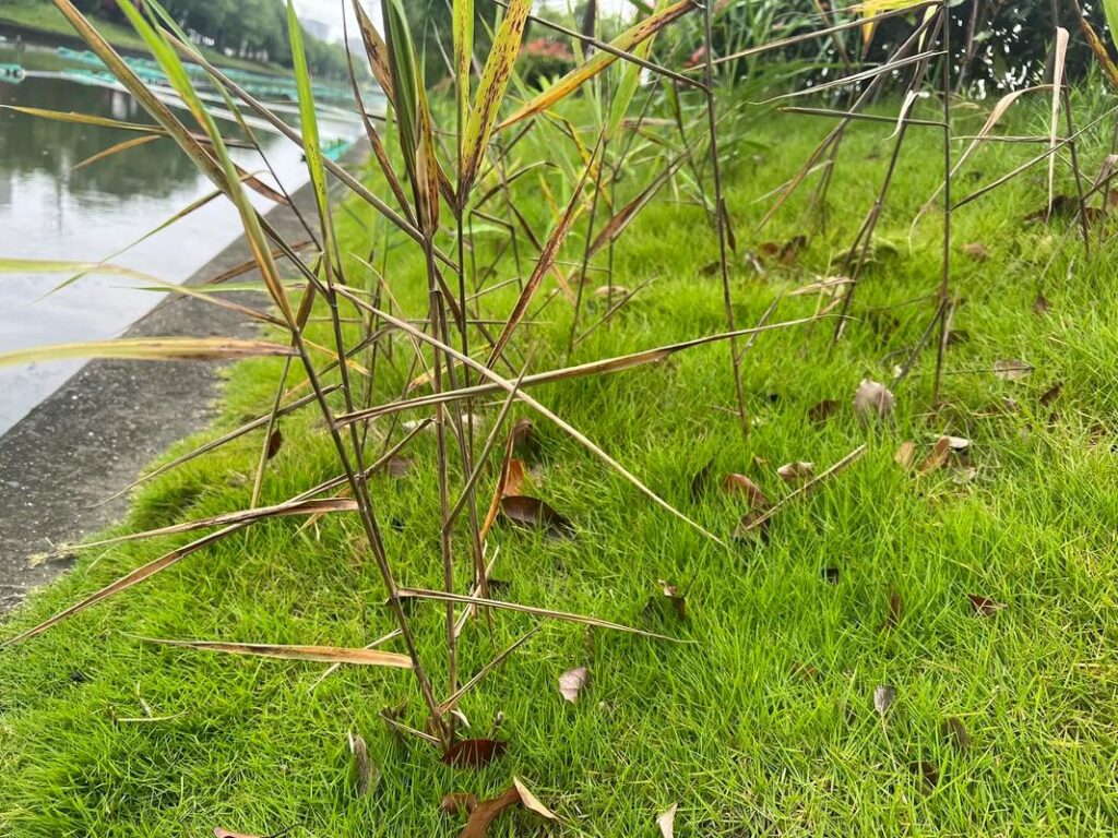 马尼拉草皮如何除杂草最有效