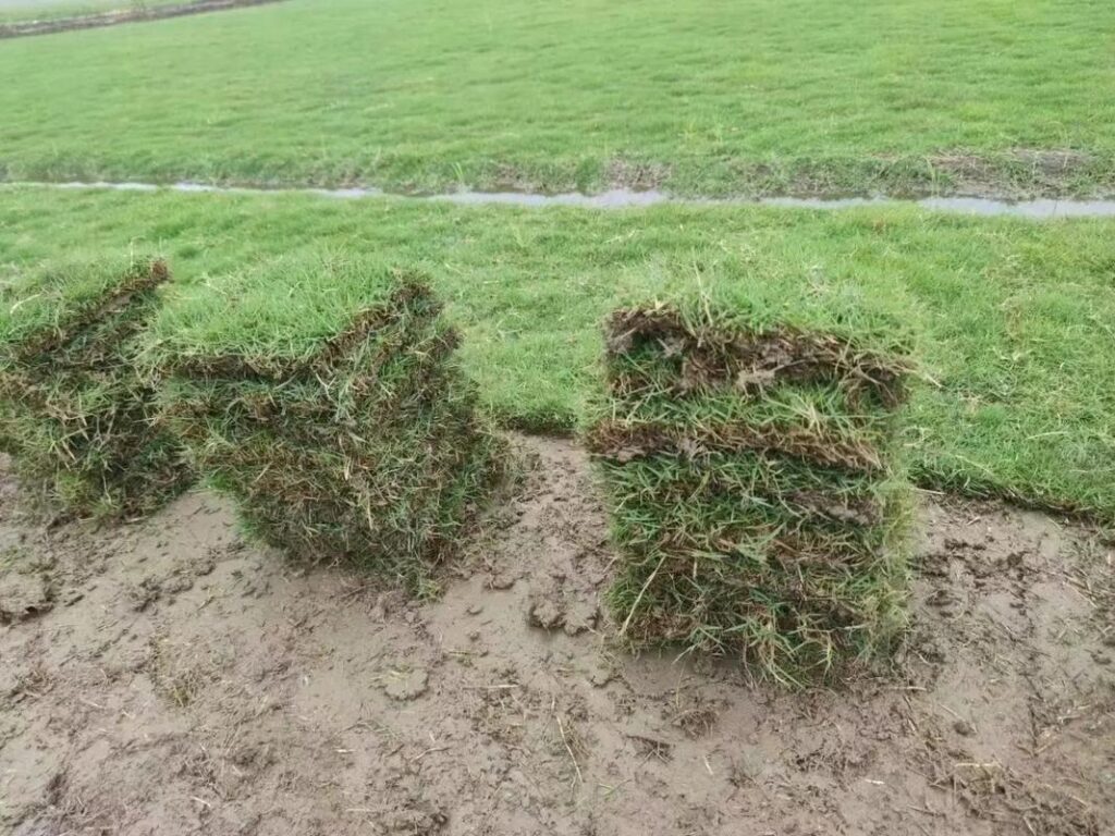马尼拉草皮是冷草还是暖草呢