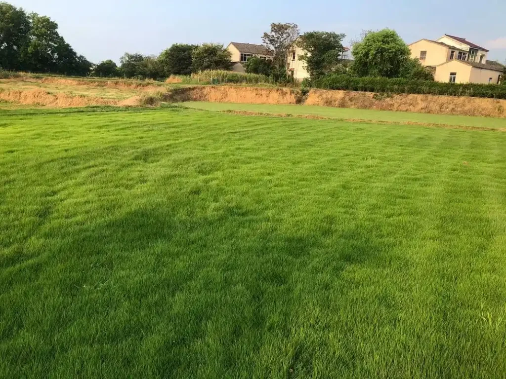 马尼拉草皮草坪