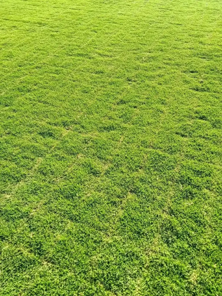 马尼拉草皮草坪