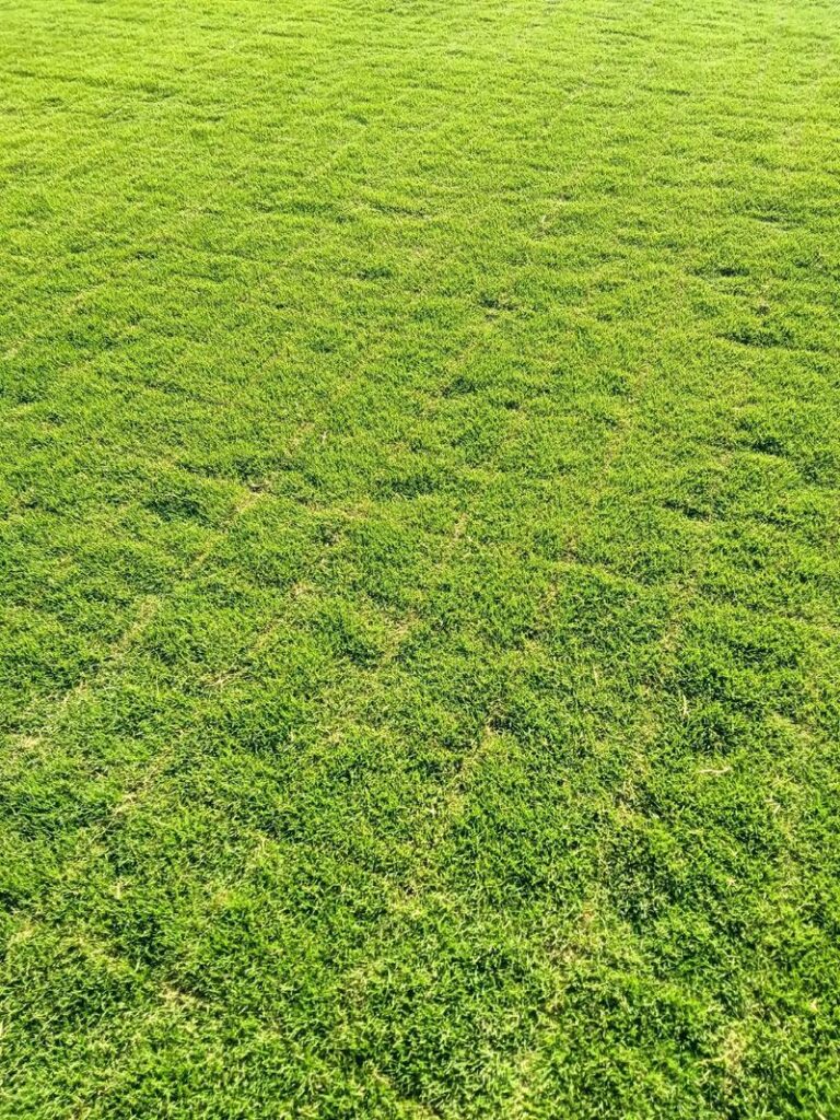 马尼拉草皮适合什么时候种植呢
