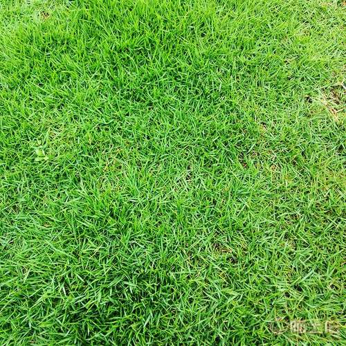马尼拉草皮和百慕大草皮哪种好用
