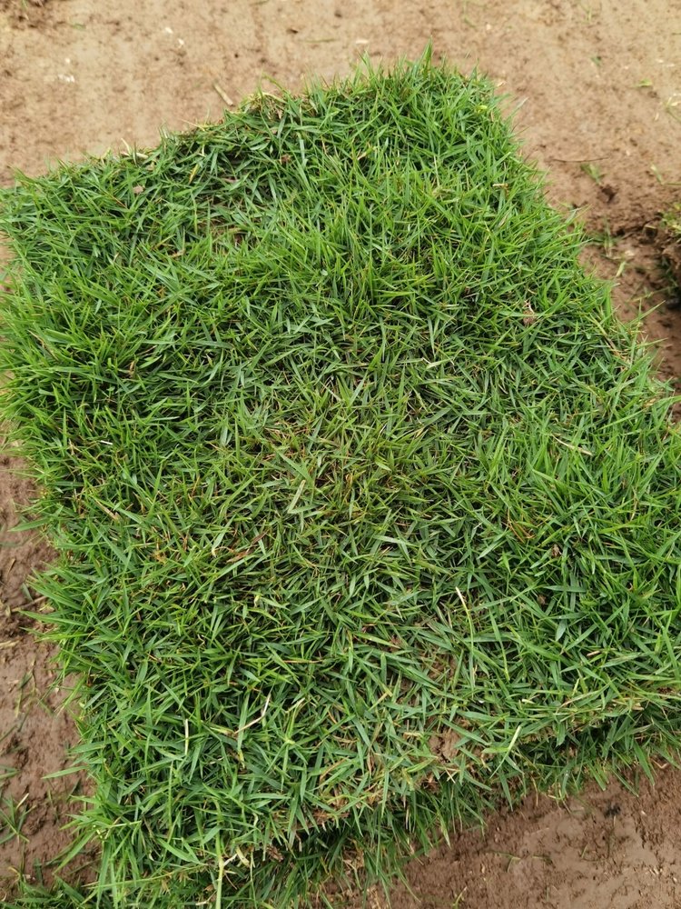 常见的绿化草皮种类有哪几种类型图片