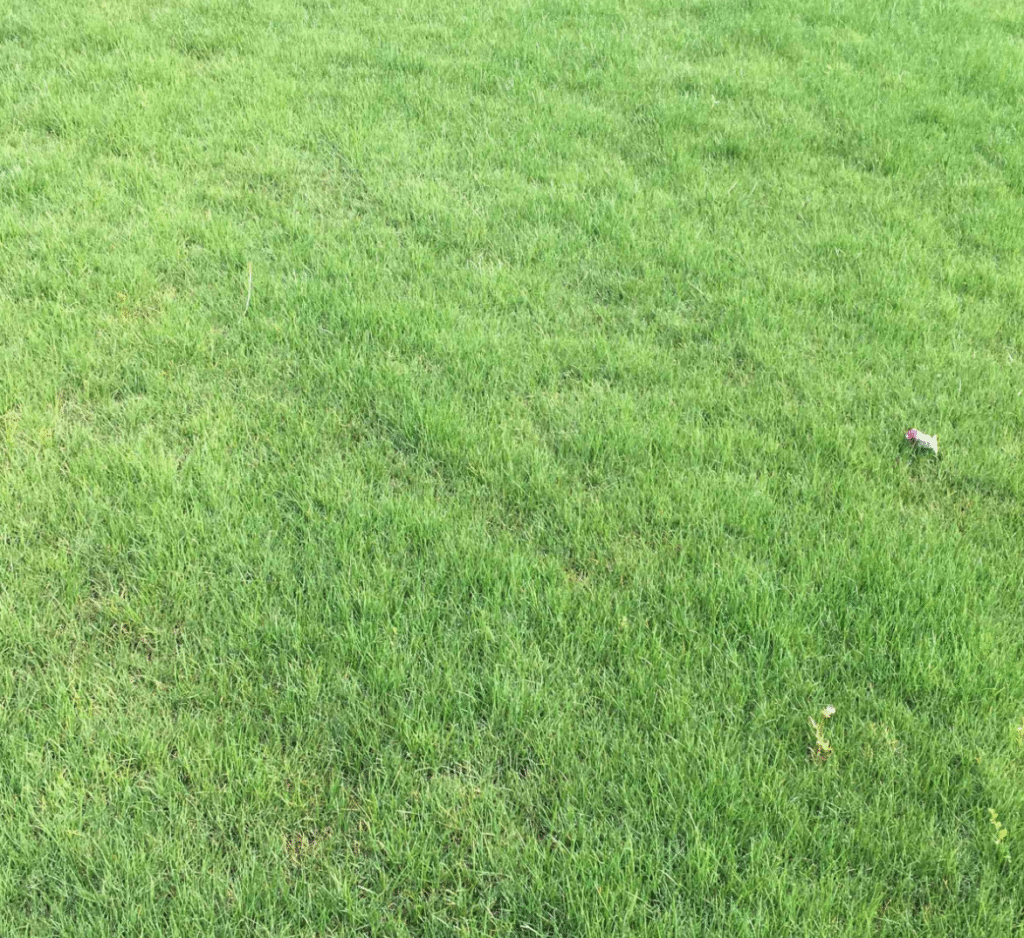 广西南宁马尼拉草皮种植基地市场分析