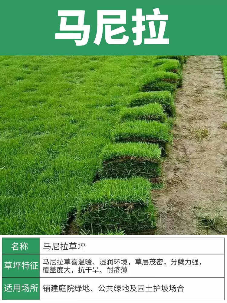 马尼拉草皮价格一平米多少钱