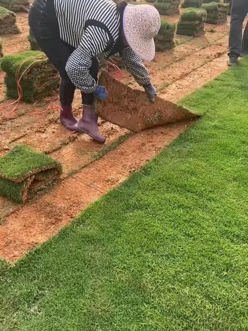 马尼拉草需要修剪吗为什么呢